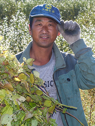 アボカド農園 安保角